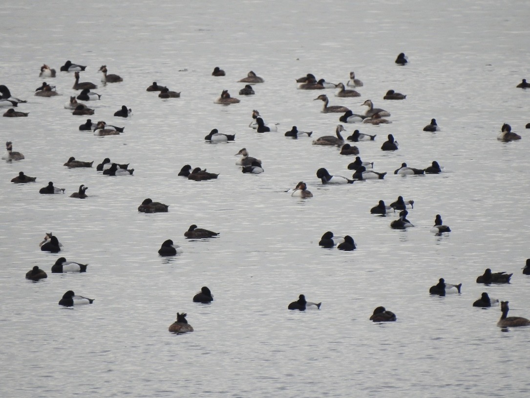 2　ススガモとカンムリカイツブリの群れ